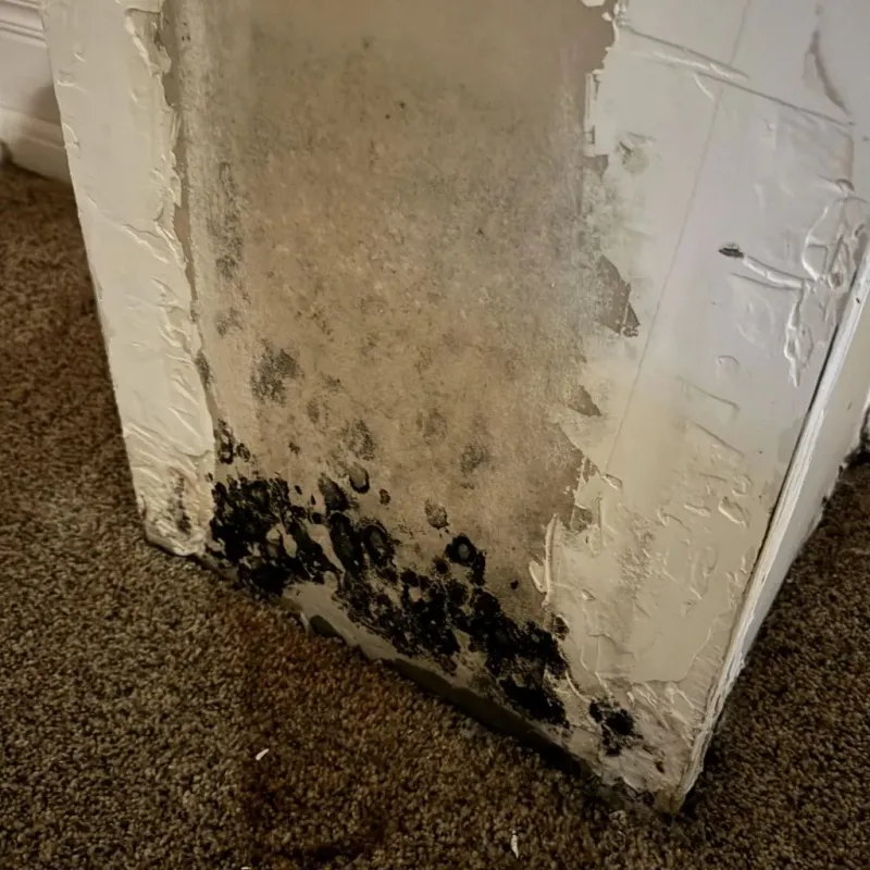 Professional Mold Removal in Fayetteville, AL